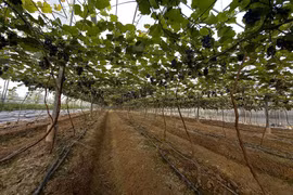 Bac Ninh moves towards hi-tech agriculture 