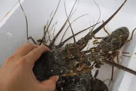 Vietnam records lobster export growth in H1