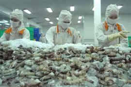 Shrimp remains Vietnam’s largest currency earner among fishery products