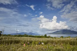 Indonesia grows sorghum to ease reliance on rice 