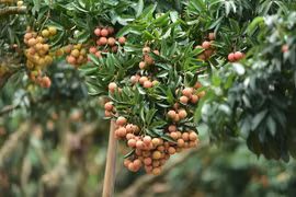 Bac Giang moves to develop hi-tech agriculture