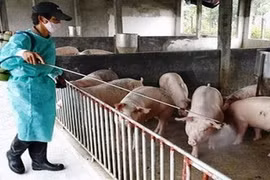 Localities strengthened prevention of animal disease in coming months