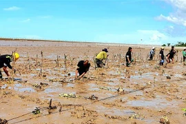 Austria-funded project to strengthen climate resilience in Soc Trang