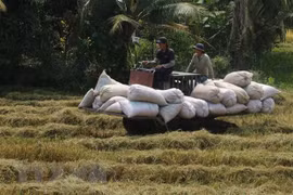 Rice output up 1.1 million tonnes in 2021