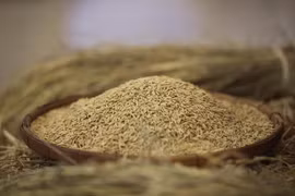 Thailand’s rice exports projected to grow almost 15 percent this year