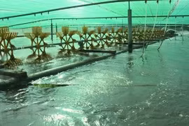Bac Lieu develops agriculture using technology, existing advantages