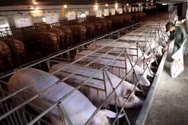 Vietnam must ramp up production of feed raw materials