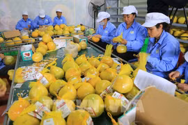 Green transition creates opportunities for Vietnam’s export: forum