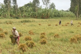 Initiative to protect food systems in Asian mega delta launched in Can Tho
