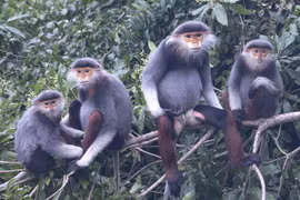 USAID launches Species Conservation Fund in Vietnam
