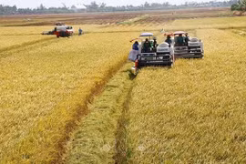 Kien Giang expands large-scale rice fields