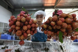 Bac Giang province collects nearly 6.8 trillion VND from lychee sales, support services
