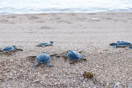 Close to 123,000 sea turtles released back to sea 