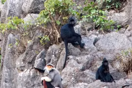 Rare primates found in Quang Binh nature reserve