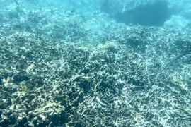 Nha Trang scrambles to save coral reefs from bleaching
