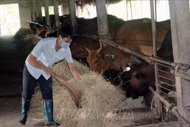 Hung Yen's farmers enjoy high profits from beeves breeding model