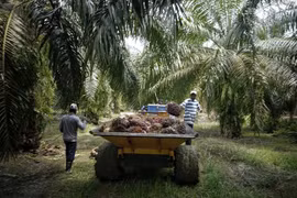 Malaysia’s palm oil industry hard hit by labour shortage