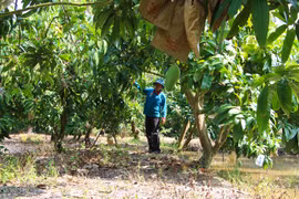 Vietnam - Third largest mango exporter to RoK