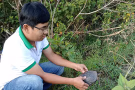 Endangered turtles returned to the wild