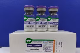Two more African swine fever vaccines to be licensed in Vietnam by year-end