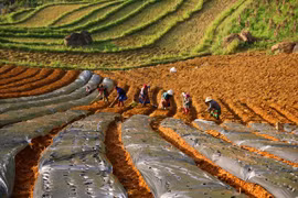 Herbal medicine industry remains largely underdeveloped