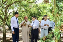 Hung Yen longan promoted among int'l diplomatic corps, industry associations