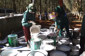 Rubber industry experiences strong profit growth in 2021