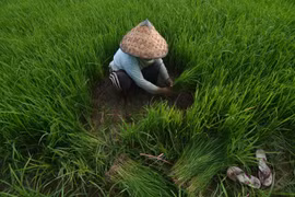Indonesia to import 500,000 tonnes of rice to improve reserves