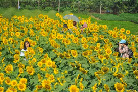 Sunflower garden in Ninh Binh lures visitors