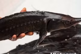 Profitable cold water fish farming model in mountainous areas
