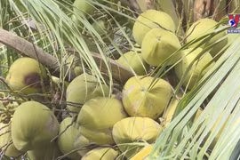 Vietnam gets green light to export fresh husked coconut to US