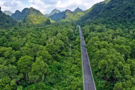 Cat Ba National Park serves as a lung amid the ocean
