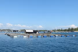 Khanh Hoa heading towards sustainable development of aquaculture
