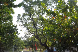 Greenery in Truong Sa island district