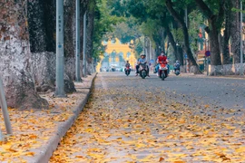 Dreamy Hanoi in falling "Sau" leaf season