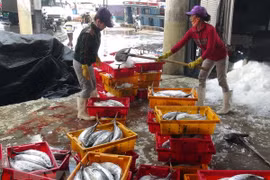 Khanh Hoa fishermen benefiting from fishing technology