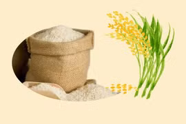 Rice exports up 40% in Q1