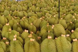 Durian exports forecast to boom