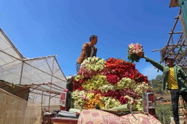 Da Lat rose prices increase ahead of Women’s Day