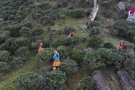Developing ancient Shan Tuyet tea brands