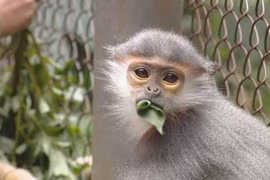 Secret guardians of wild animals