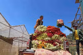 Da Lat rose prices increase ahead of Women’s Day