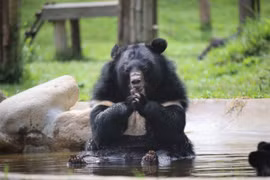 Inauguration of bear rescue centre at Bach Ma National Park
