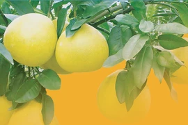 First batch of “Dien” pomelos hits UK supermarket shelves