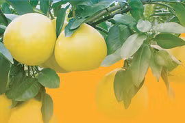 First batch of “Dien” pomelos hits UK supermarket shelves