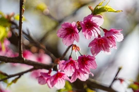 Cherry blossoms show off radiant beauty 