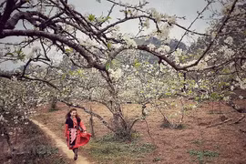 Thai ethnic girls enjoy spring atmosphere in Moc Chau plateau