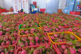 Fruit exports to the US thrive 