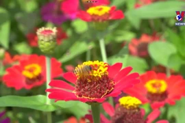 Dong Thap province develops agricultural tourism
