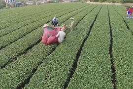 Moc Chau applying technology in tea production